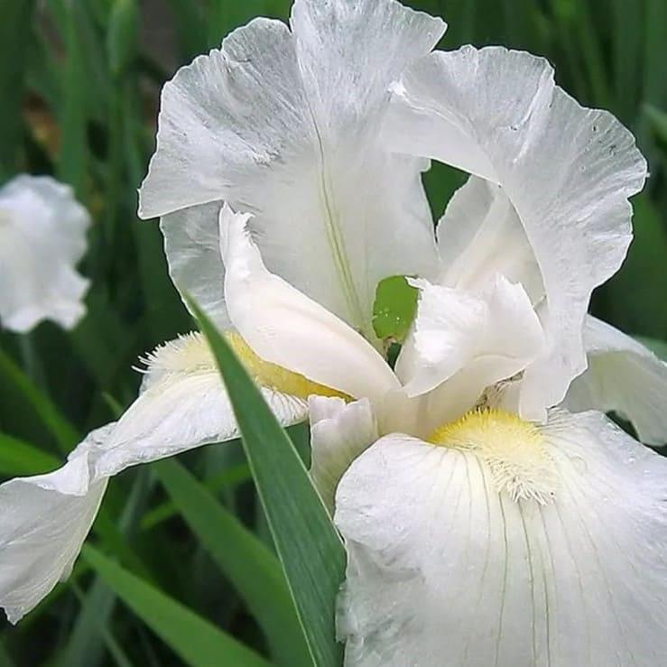 iris